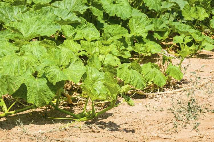 You are currently viewing Obtenir des fleurs de citrouille – Pourquoi une plante de citrouille ne fleurit pas