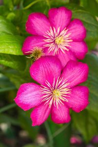 Lire la suite à propos de l’article Clématites à floraison estivale – Types de clématites qui fleurissent en été