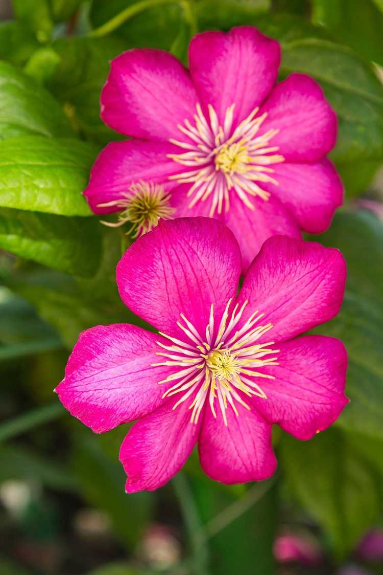 You are currently viewing Clématites à floraison estivale – Types de clématites qui fleurissent en été