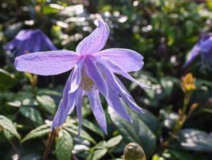 Lire la suite à propos de l’article Vignes de clématites pour le printemps – Types de clématites à floraison printanière