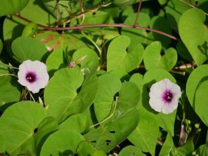 Lire la suite à propos de l’article Pourquoi Morning Glory ne fleurit pas : faire fleurir les gloires du matin