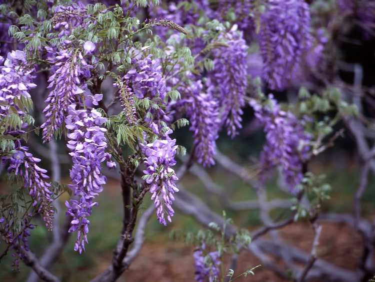 You are currently viewing Comment faire fleurir la glycine – Résoudre les problèmes de floraison de la glycine