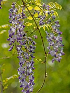 Lire la suite à propos de l’article Glycine qui sent mauvais : pourquoi ma glycine sent-elle mauvais