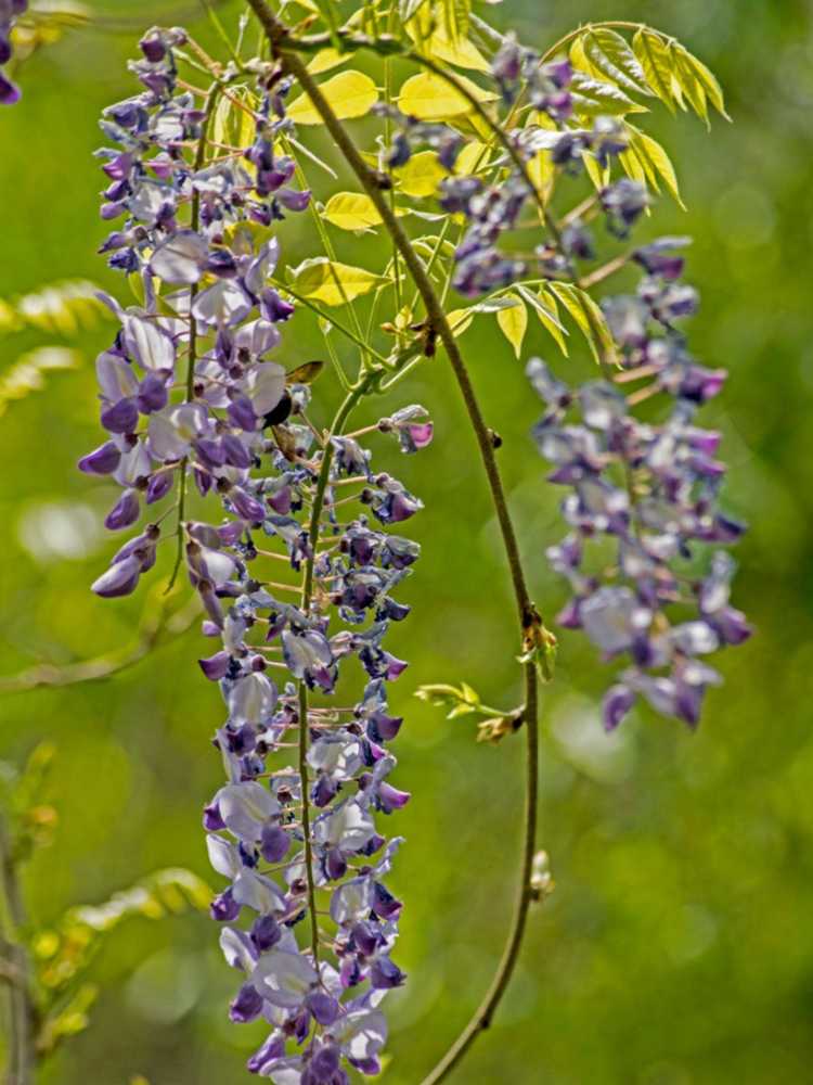 You are currently viewing Glycine qui sent mauvais : pourquoi ma glycine sent-elle mauvais