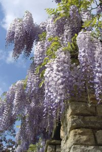 Lire la suite à propos de l’article Cultiver de la glycine – Soins appropriés de la vigne de glycine