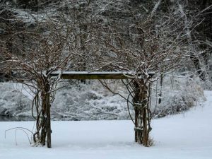 Lire la suite à propos de l’article Prendre soin de la glycine en hiver