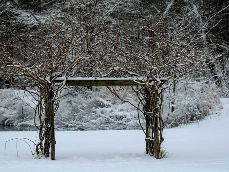 You are currently viewing Prendre soin de la glycine en hiver