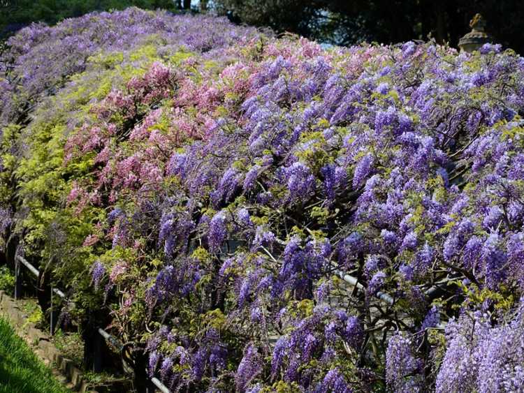 Lire la suite à propos de l’article Pas de feuilles sur ma vigne de glycine – Quelles sont les causes d'une glycine sans feuilles