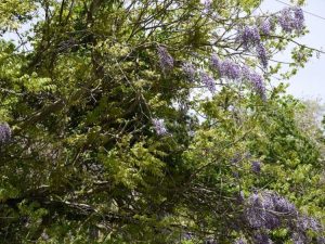 Lire la suite à propos de l’article Informations sur la glycine soyeuse : Comment faire pousser des vignes de glycine soyeuse