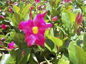 Lire la suite à propos de l’article Mandevilla Ground Cover – Comment utiliser les vignes de Mandevilla pour les couvre-sols