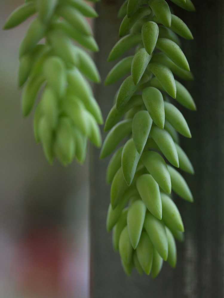 You are currently viewing Plantes d'intérieur succulentes : existe-t-il des plantes succulentes pour une faible luminosité