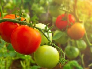 Lire la suite à propos de l’article Tomates d'automne – Que faire avec les plants de tomates de fin de saison