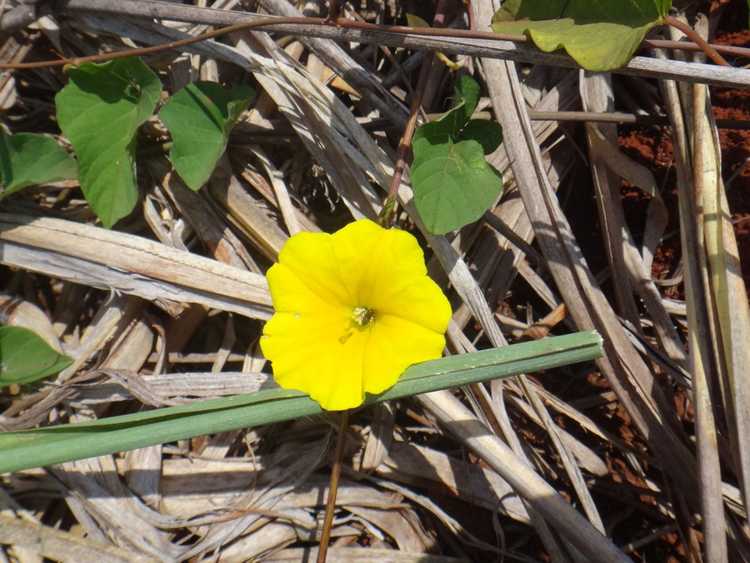 Lire la suite à propos de l’article Cultiver des vignes de Yuca – Comment prendre soin du Yuca Yellow Morning Glory