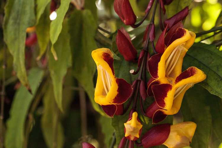 You are currently viewing Informations sur les plantes de vigne d'horloge indienne – Apprenez à cultiver des vignes d'horloge indiennes