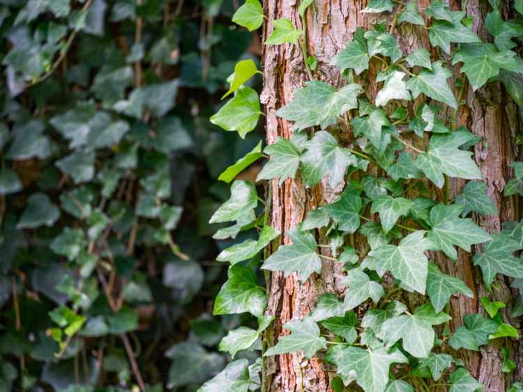 Lire la suite à propos de l’article 7 vignes envahissantes à éviter dans votre cour et votre jardin