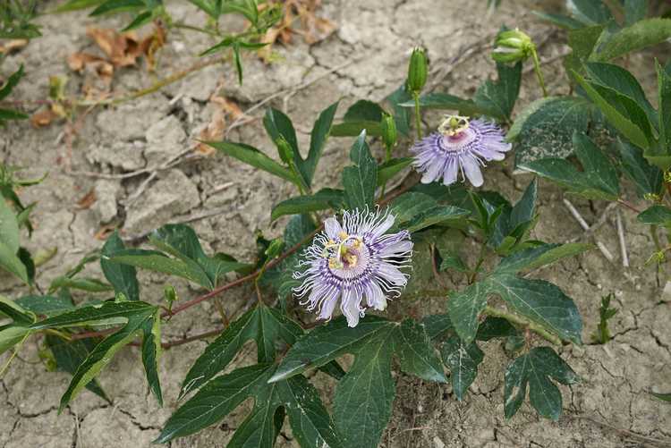 Lire la suite à propos de l’article Maypop Vine Care – Apprenez à cultiver des Maypops dans le jardin