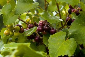 Lire la suite à propos de l’article Plantation de vigne muscadine : informations sur les soins de la vigne muscadine