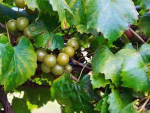 Lire la suite à propos de l’article Tailler les vignes de muscadine – Comment tailler les vignes de muscadine