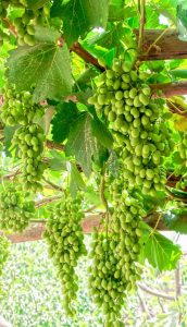 Lire la suite à propos de l’article Conseils pour améliorer les raisins en éclaircissant les raisins