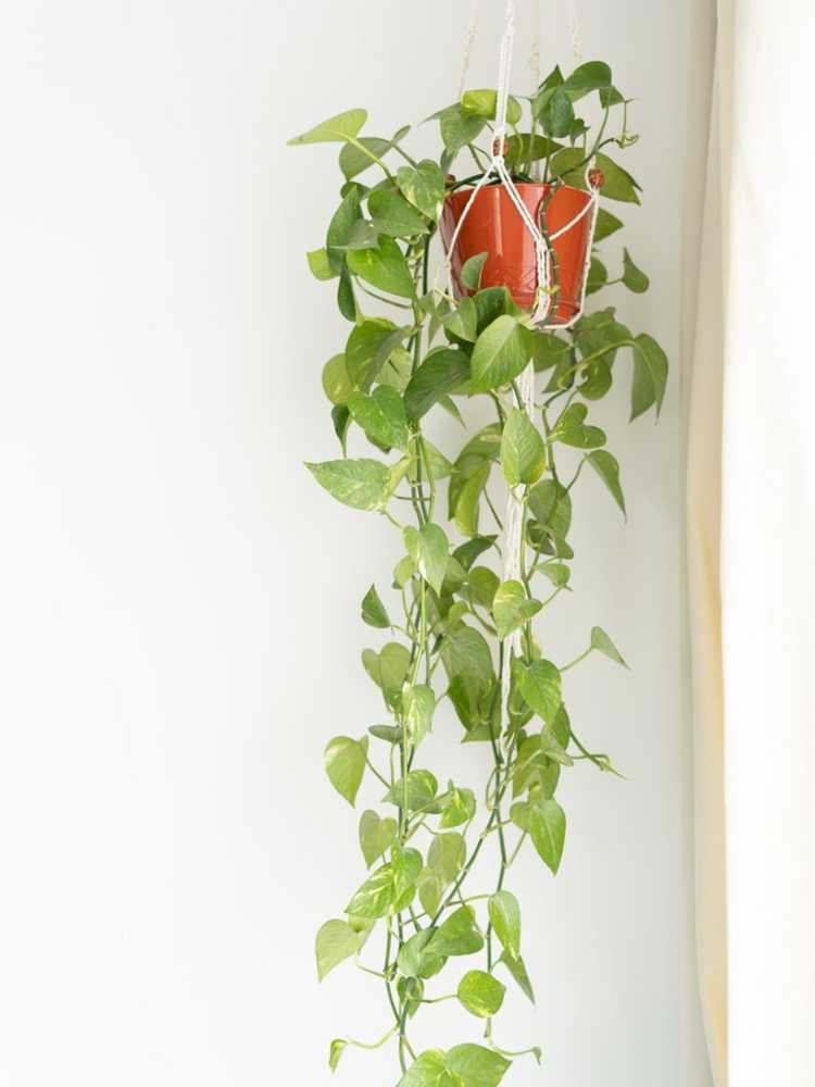 You are currently viewing Encourager de nouvelles vignes de pothos – Comment rendre les pothos plus pleins