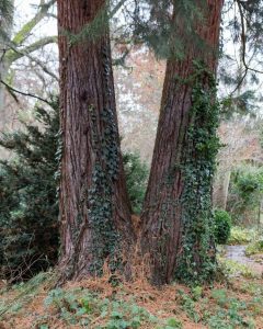 Lire la suite à propos de l’article Vignes et arbres : les vignes nuisent-elles aux arbres en poussant dessus