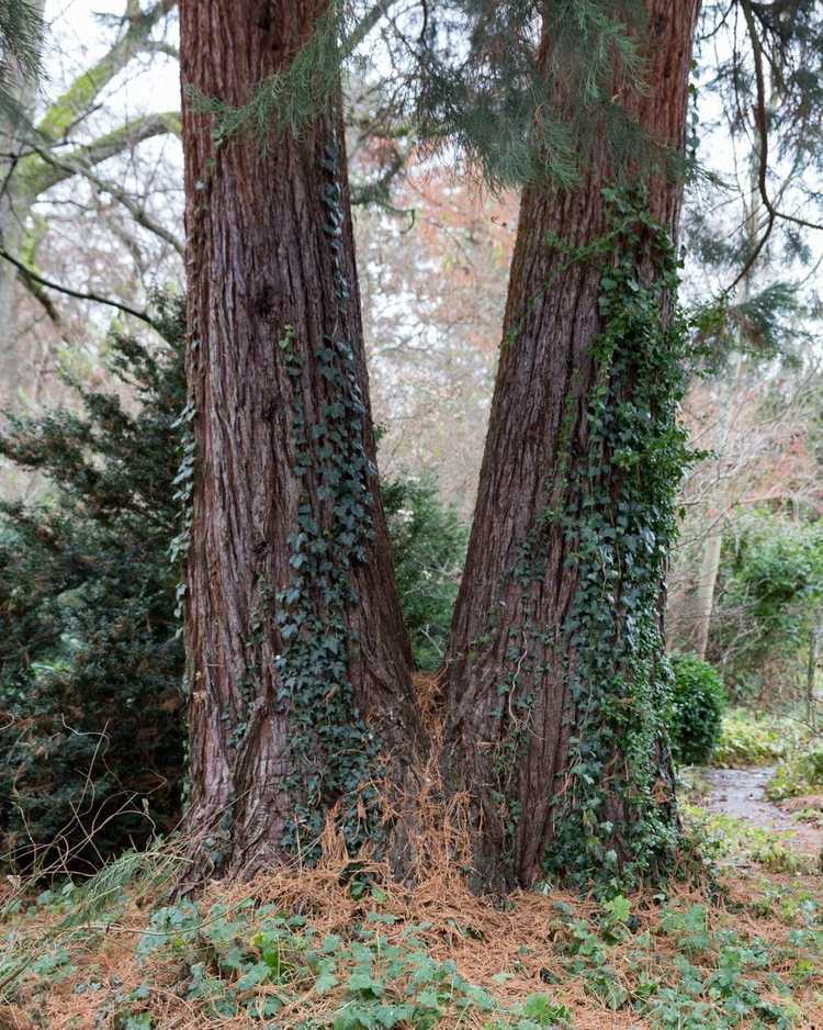 You are currently viewing Vignes et arbres : les vignes nuisent-elles aux arbres en poussant dessus