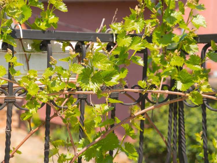 You are currently viewing Des vignes pour les petits espaces : cultiver des vignes en ville