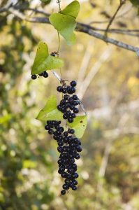 Lire la suite à propos de l’article Que sont les vignes Smilax : Conseils pour utiliser les vignes Greenbrier dans le jardin