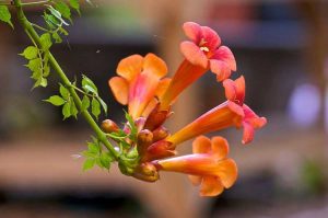 Lire la suite à propos de l’article Plante de vigne trompette: comment faire pousser de la vigne trompette