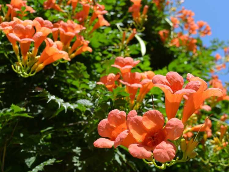 Lire la suite à propos de l’article Conseils pour se débarrasser de la vigne trompette dans le jardin