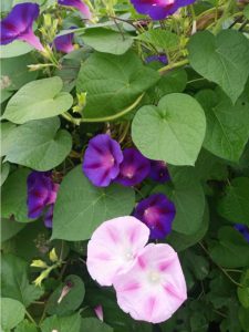 Lire la suite à propos de l’article Taille de Morning Glory: Quand et comment tailler les plantes de Morning Glory