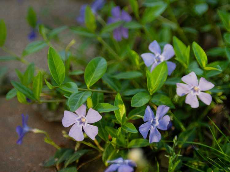 Lire la suite à propos de l’article Alternatives à la vigne Vinca dans les jardins : que planter à la place de la vigne Vinca