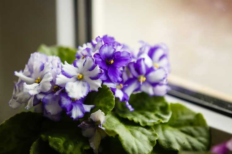 You are currently viewing Tailler les violettes africaines : comment tailler une plante de violette africaine