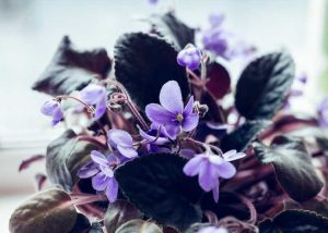 Lire la suite à propos de l’article Fertilisation des violettes africaines – Apprenez à nourrir les plantes de violettes africaines