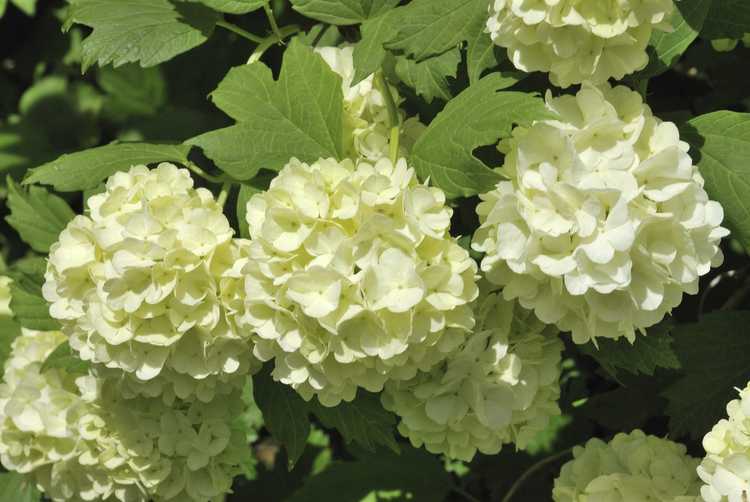 You are currently viewing Comment distinguer les buissons de boules de neige : s'agit-il d'un buisson de viorne boule de neige ou d'un hortensia