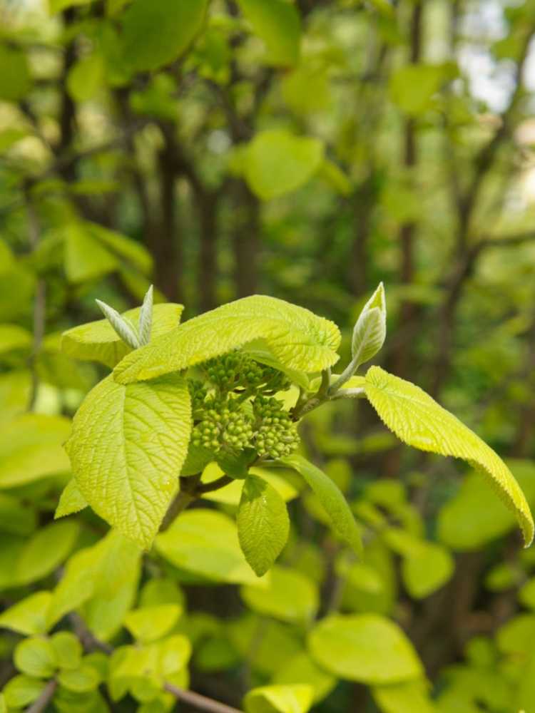 You are currently viewing Plantes de viorne panachées: conseils sur la culture de viornes à feuilles panachées