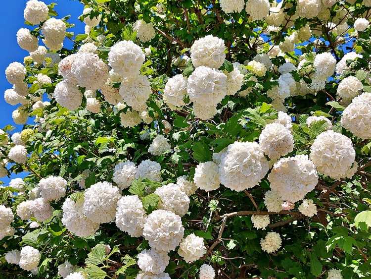 You are currently viewing 5 viornes aux fleurs blanches voyantes – Les meilleures viornes pour les grandes fleurs blanches