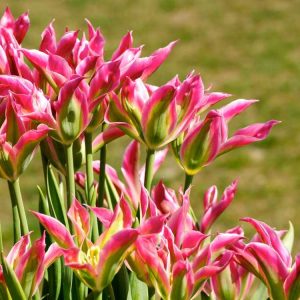 Lire la suite à propos de l’article Informations sur les tulipes Viridiflora : Comment planter des tulipes Viridiflora