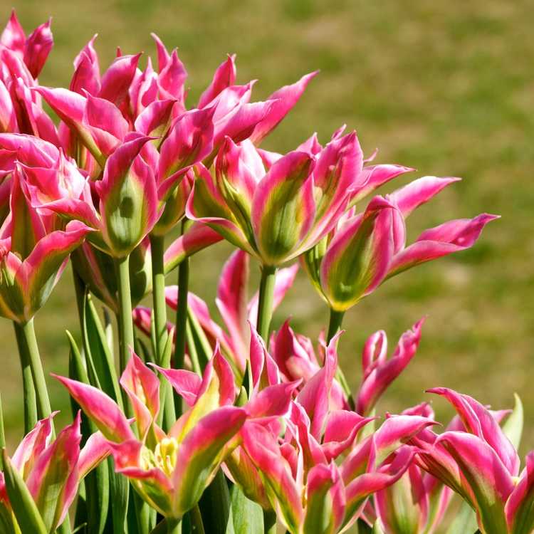 You are currently viewing Informations sur les tulipes Viridiflora : Comment planter des tulipes Viridiflora