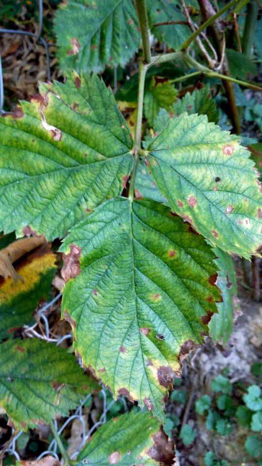 You are currently viewing Maladies des mûres – Qu'est-ce que le virus Blackberry Calico