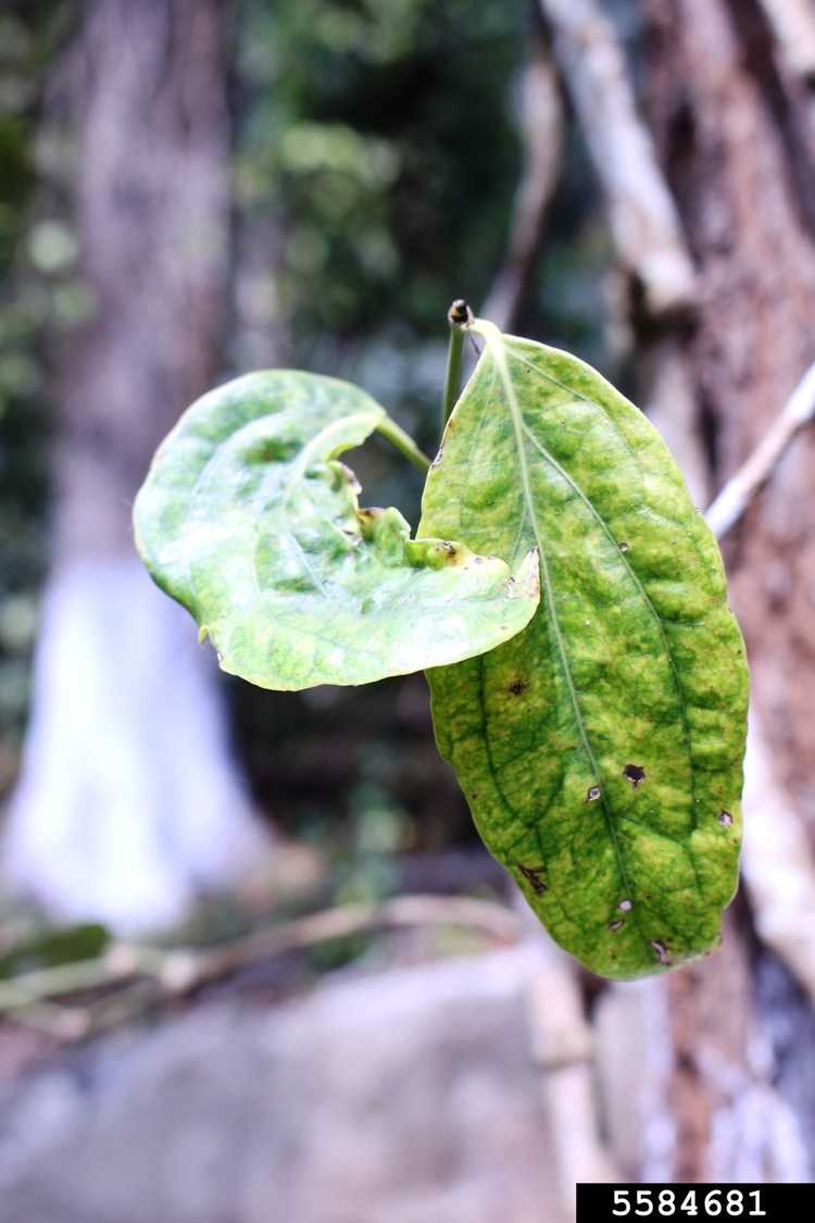 You are currently viewing Virus de la mosaïque du poivre : découvrez le virus de la mosaïque sur les plants de poivrons