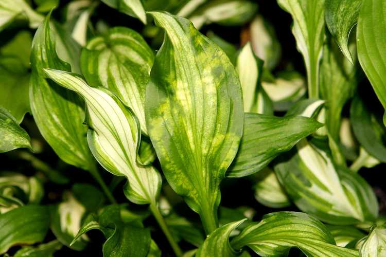 You are currently viewing Maladies et traitements des plantes Hosta – Conseils sur le traitement des maladies Hosta