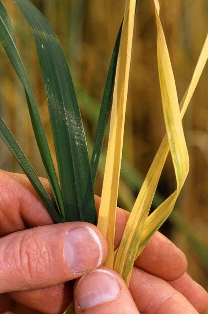 You are currently viewing Virus de la naine jaune de l'orge : traitement du virus de la naine jaune des plants d'orge