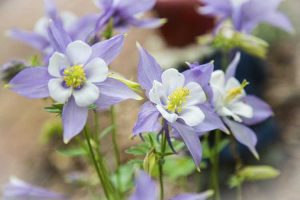 Lire la suite à propos de l’article Plantes vivaces auto-ensemencées pour le jardin – Cultiver des plantes vivaces qui s'auto-ensemencent