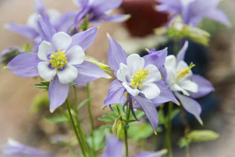 You are currently viewing Plantes vivaces auto-ensemencées pour le jardin – Cultiver des plantes vivaces qui s'auto-ensemencent