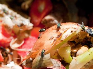 Lire la suite à propos de l’article Traiter les mouches dans le compost : dois-je avoir beaucoup de mouches dans mon compost ?