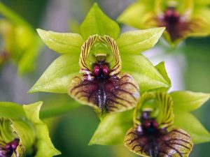 Lire la suite à propos de l’article Plantes effrayantes pour le jardin – Cultiver des plantes effrayantes