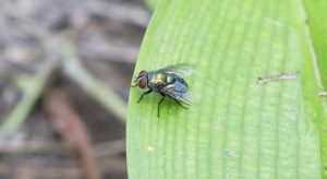 Lire la suite à propos de l’article Repousser les mouches avec des herbes : informations sur les plantes herbacées repoussant les mouches