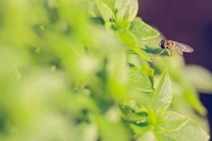 Lire la suite à propos de l’article Plante de basilic et mouches : le basilic éloigne-t-il les mouches ?