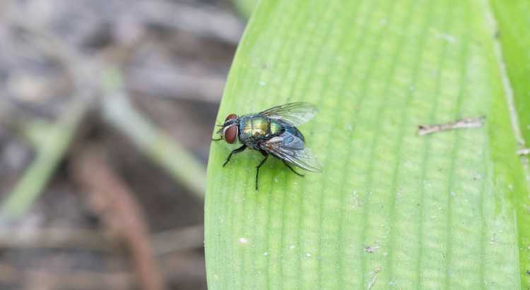 Lire la suite à propos de l’article Repousser les mouches avec des herbes : informations sur les plantes herbacées repoussant les mouches